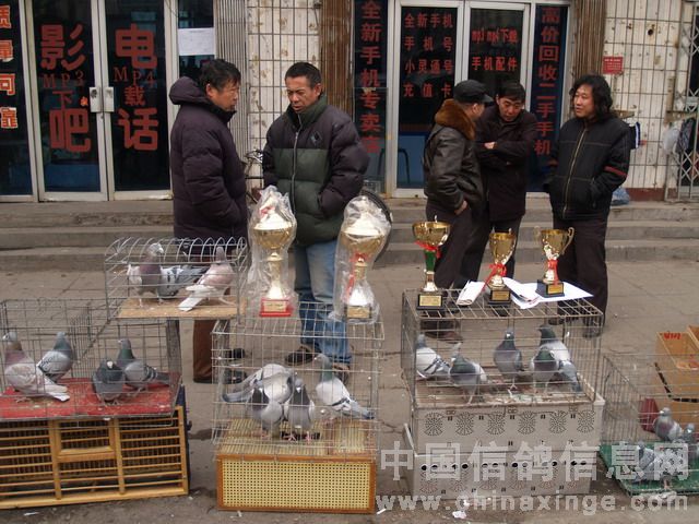 北京鸽子市场最新地址揭秘，禽鸟交易的繁华胜地