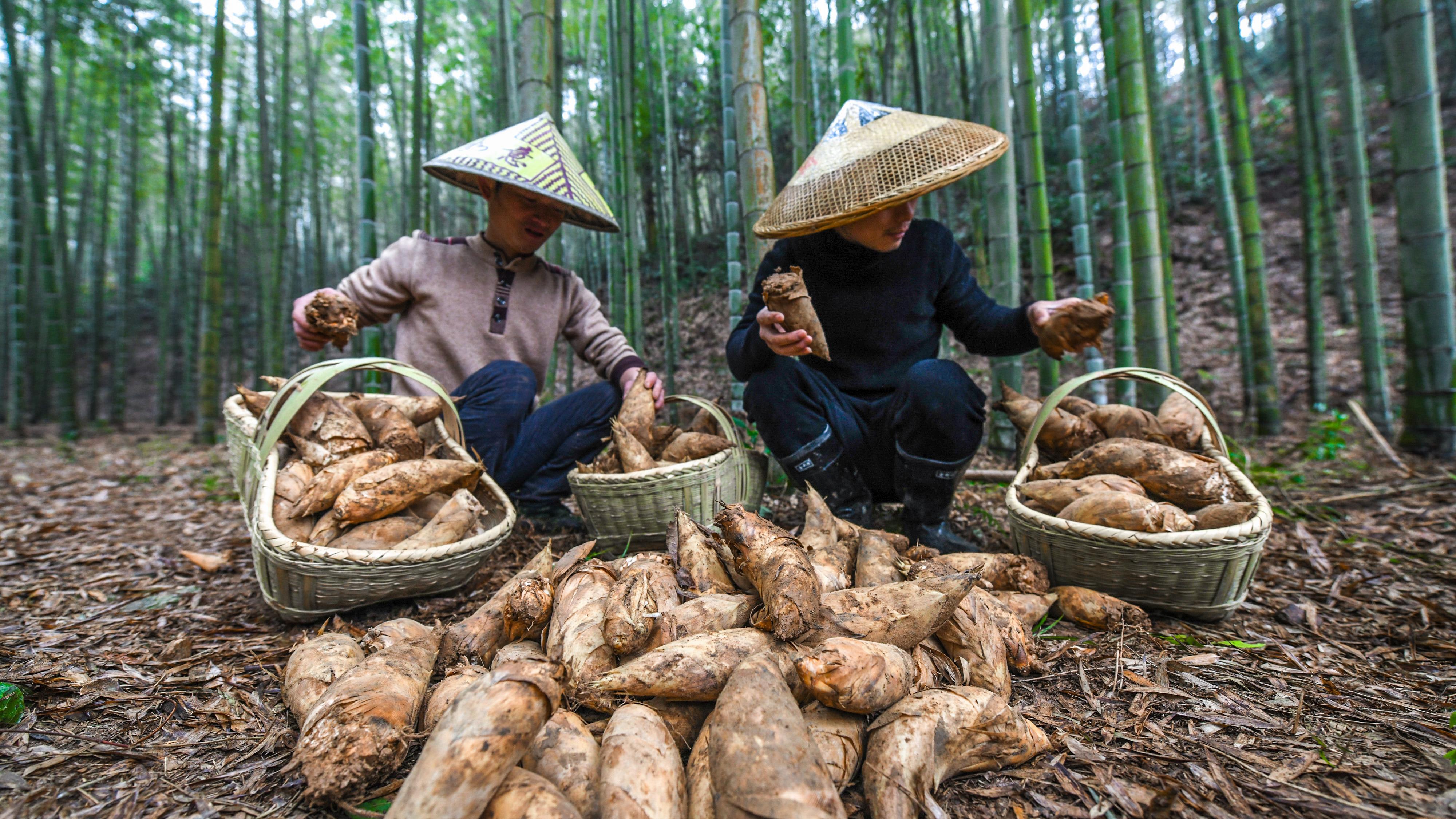 常宁西岭镇最新新闻速递